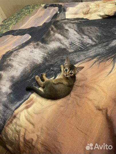 Абиссинская