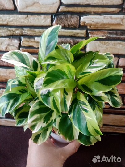 Калатея еллоу fusion, строманта хортиколор