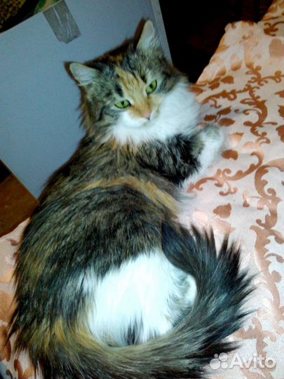 Норвежская лесная фенотип