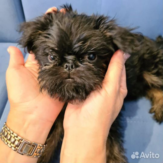 Бельгийский гриффон