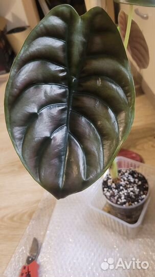 Клубни алоказии купря ред секрет (медная)