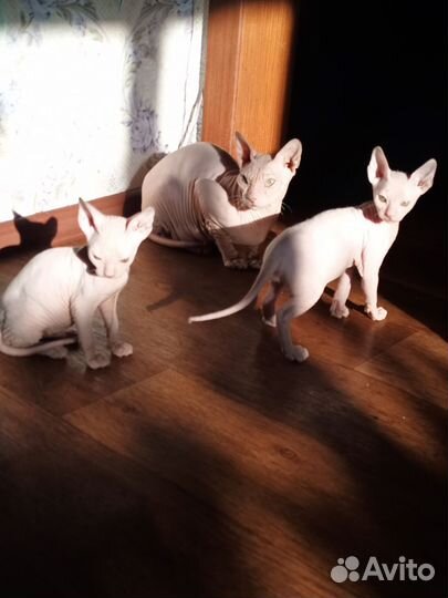 Сфинкс котенок
