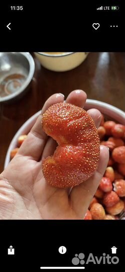 Рассада Виктории