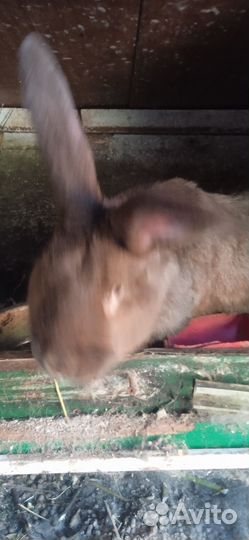 Крольчата,самки, самцы