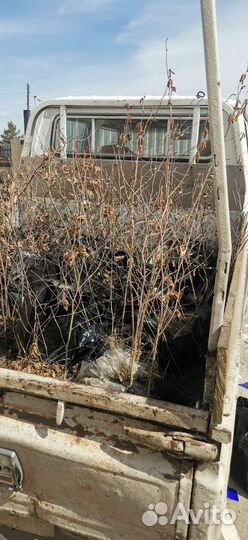 Саженцы фундука