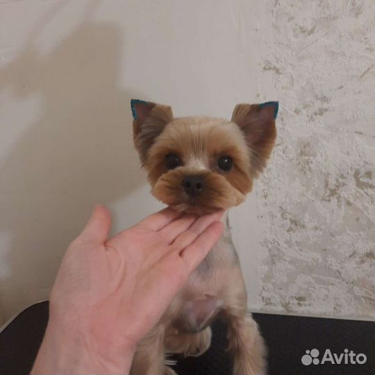 Стрижка собак и кошек