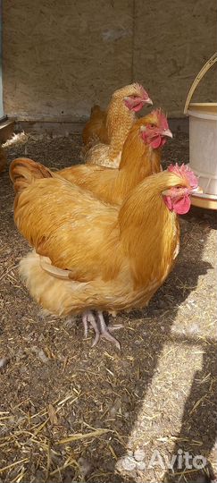 Молодые петухи