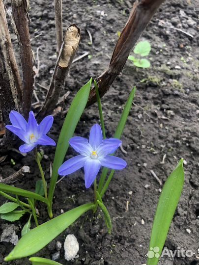 Цветы садовые многолетники