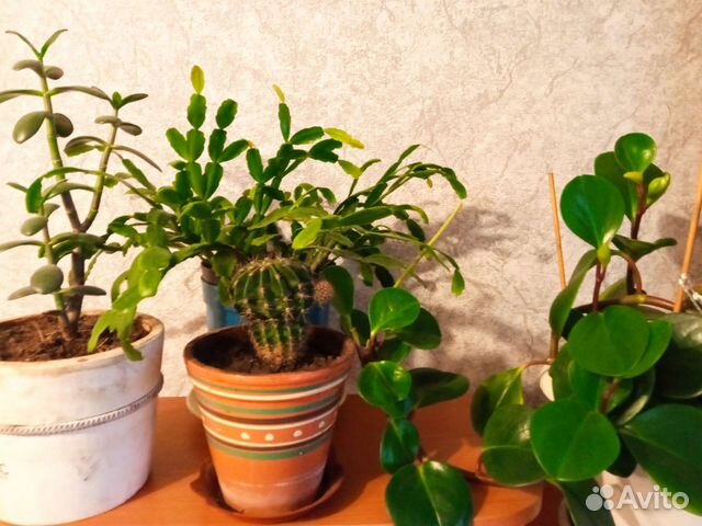 Цветы комнатные