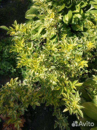 Садовые многолетники