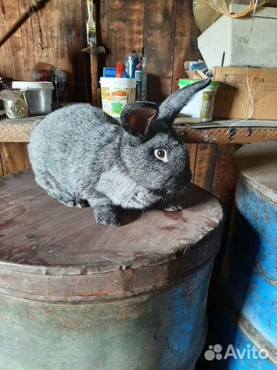 Кролики мясных пород