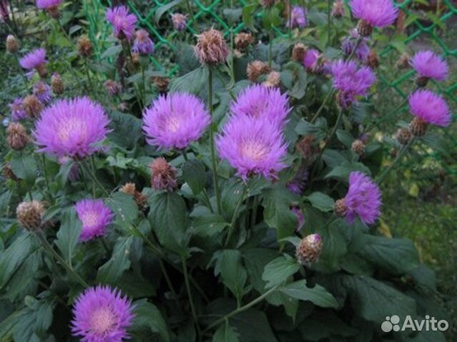 Садовые растения и цветы