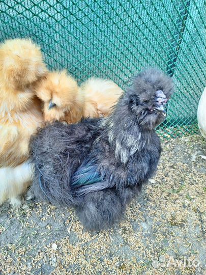 Молодые петушки (китайские шелковые)