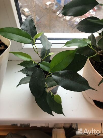 Фикус бенджамина
