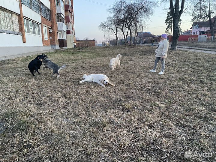 Дресировка и воспитания собак