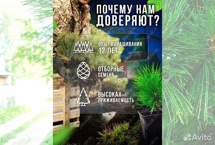 Саженцы кедра