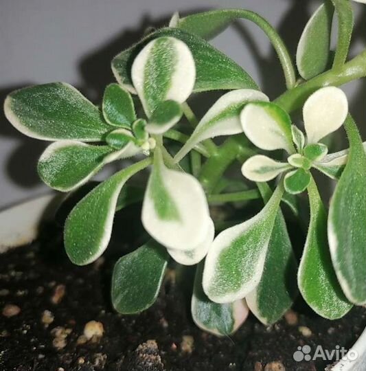 Аихризон вариегатный