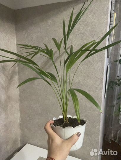 Пальма Хризалидокарпус