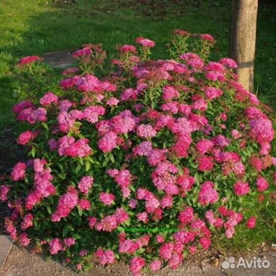 Спирея Энтони Ватерер