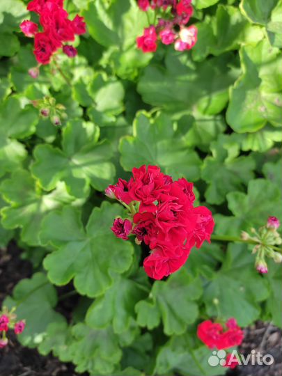 Пеларгония герань