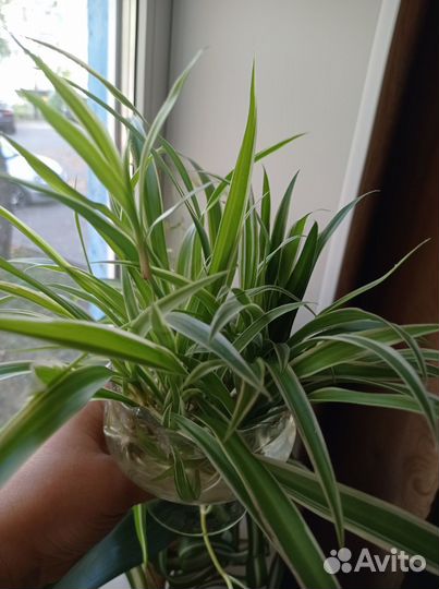 Хлорофитум хохлатый