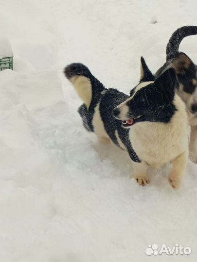 Щенки вельш корги кардиган