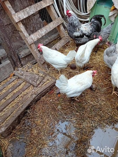 Яйцо домашнее для инкубации и еды