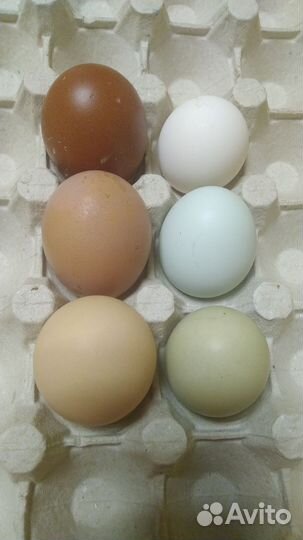 Инкубационное яйцо микс пород
