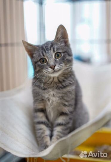 Котик бесплатно