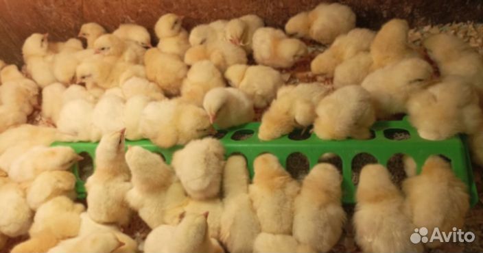 Цыплята бройлеры кура, индюшки, несушки