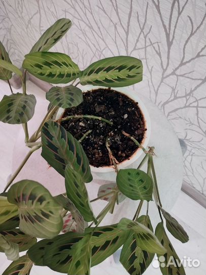 Маранта триколор