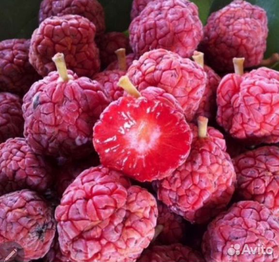 Саженцы Кудрания,клубничное дерево