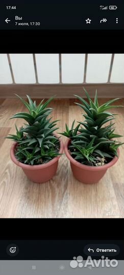 Суккуленты, хавортия