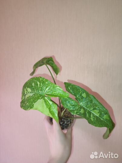 Сингониум панда