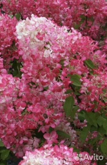 Гортензия метельчатая Пинк Даймонд