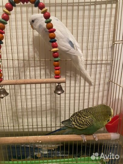 Попугаи волнистые бесплатно