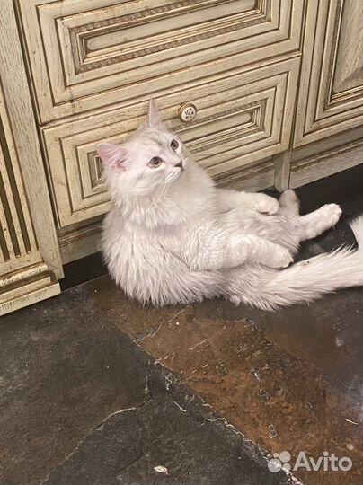 Персидская