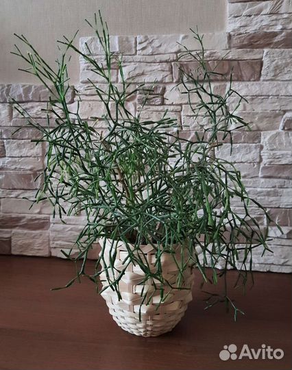 Хатиора, кашпо,венок