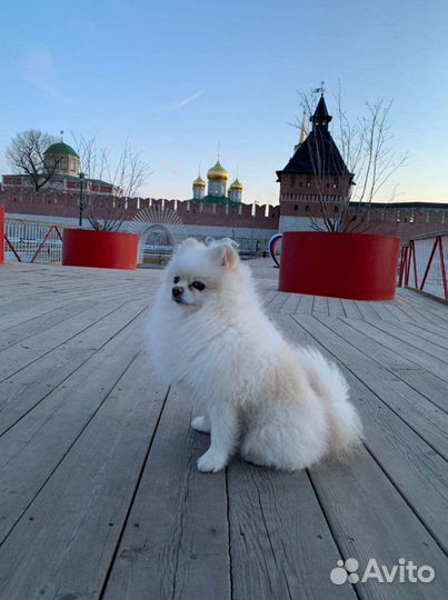 Вязка шпиц