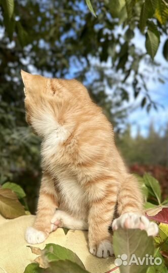 Рыжий котенок мальчик