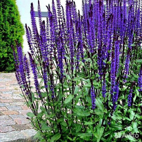 Многолетние цветы