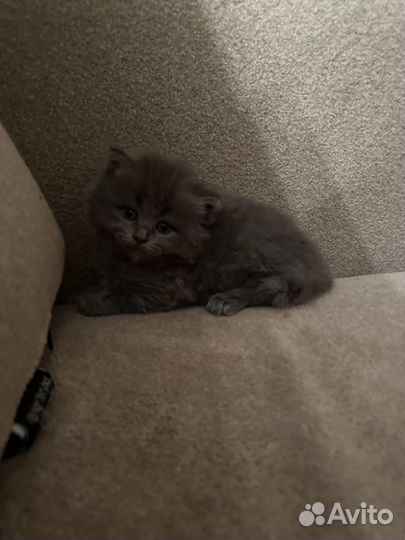 Британские котята