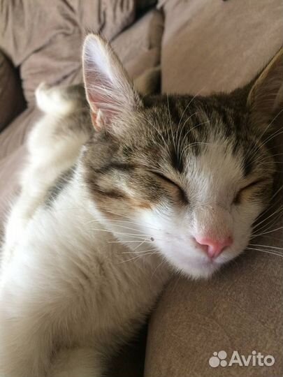Отдам котёнка в добрые руки