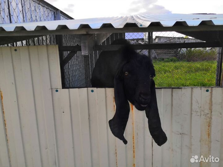 Продаётся козёл