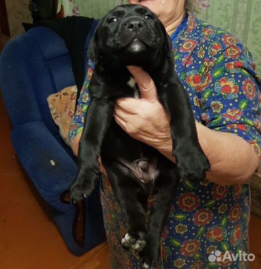Щенок в добрые руки