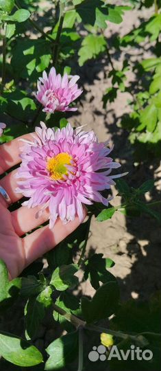 Хризантемы