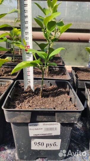 Саженцы мандарина
