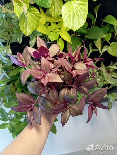 Традесканции