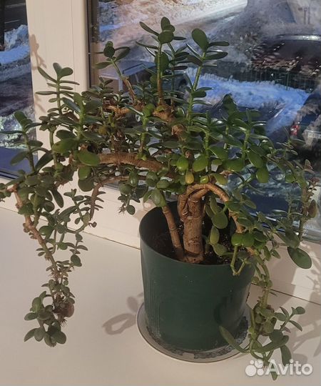 Денежное дерево толстянка