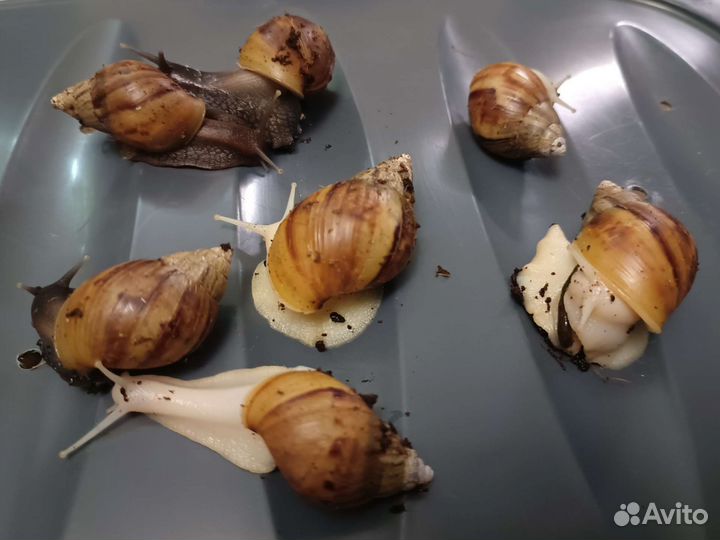 Улитки ахатины